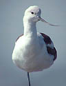 Avocette