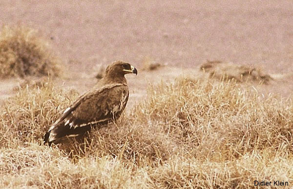 Aigle Bateleur
