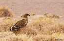 Aigle Bateleur