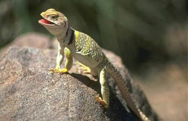 Caméléon