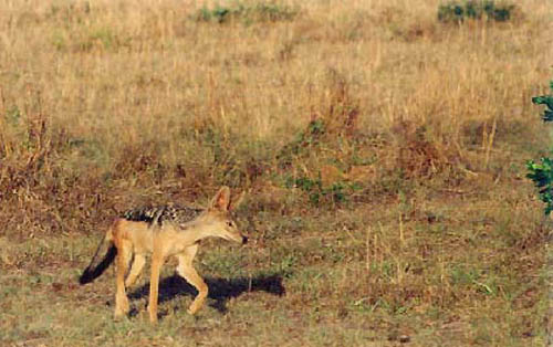 Chacal