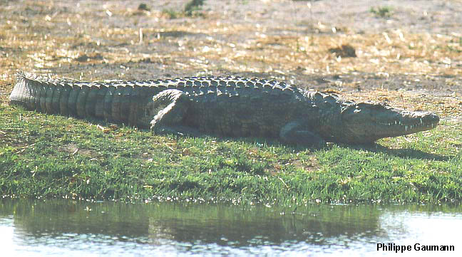 Crocodile