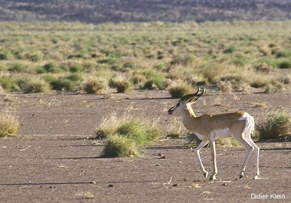 Gazelle