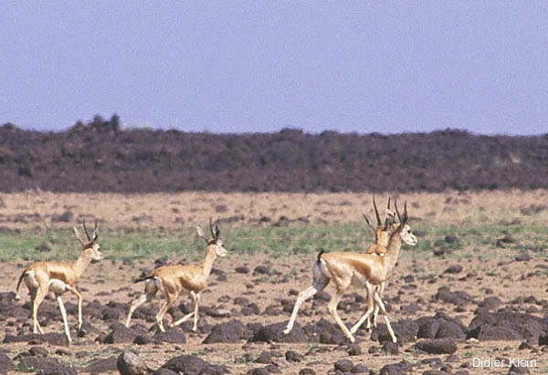 Gazelles