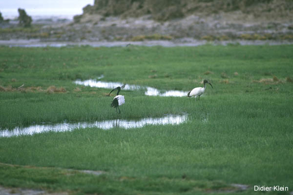 Ibis