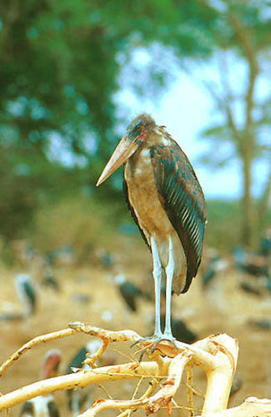 Le Marabout