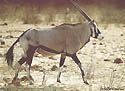 L'Oryx