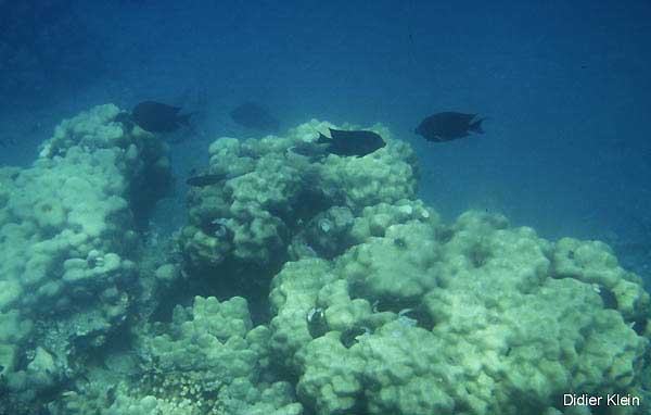 Poissons Chirurgiens