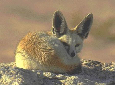 Le renard famélique